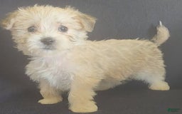 Cavalier King Charles Spaniel dogs for sale: Petey - Image 10