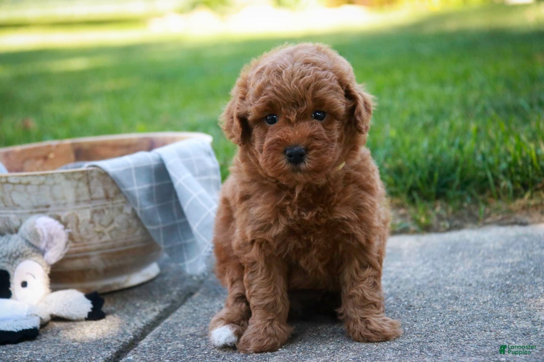 Miniature Poodle dogs for sale: Jackson - Image 3