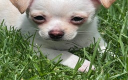Chihuahua dogs for sale: Brody - Image 8