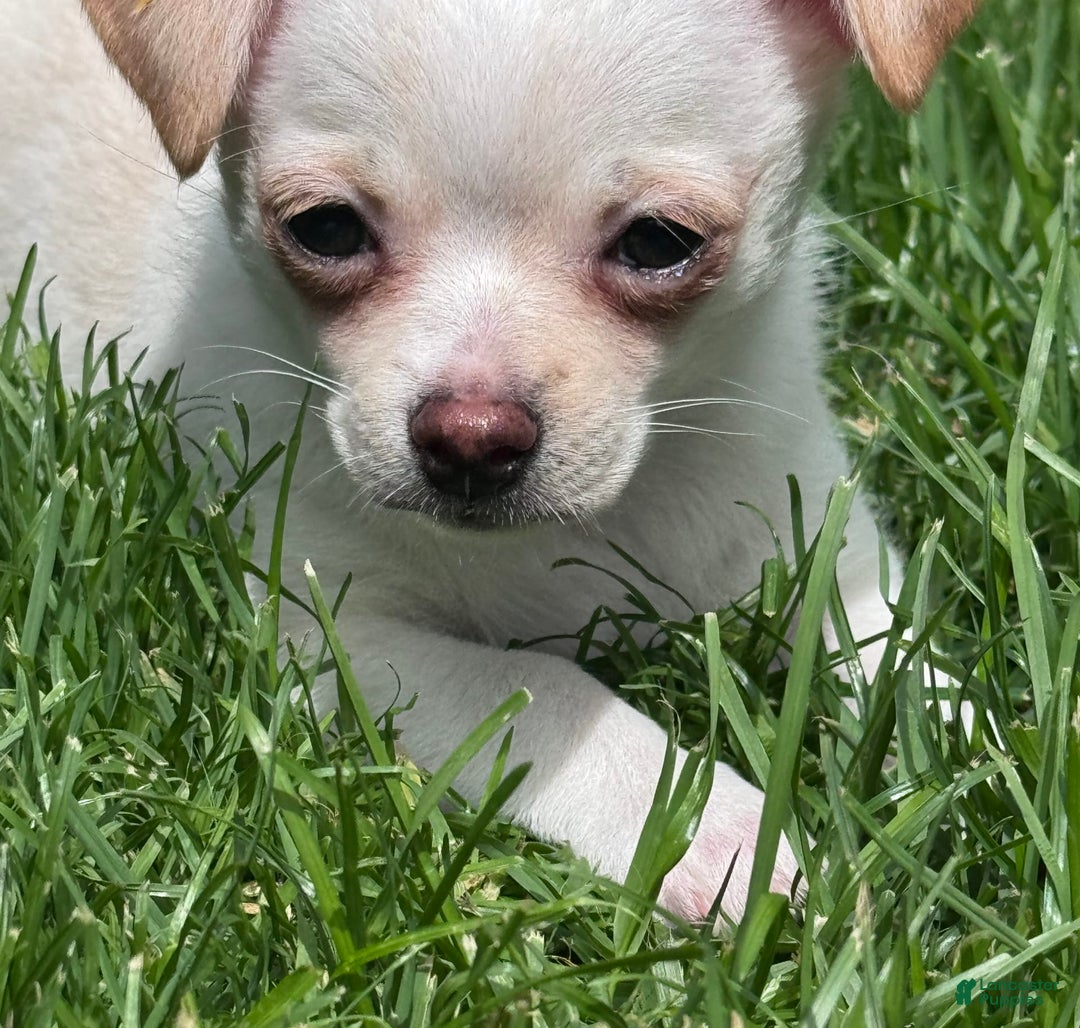 Chihuahua dogs for sale: Brody - Image 8