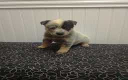 Australian Cattle Dog dogs for sale: Australian Cattle Dog 7 puppies - Image 5
