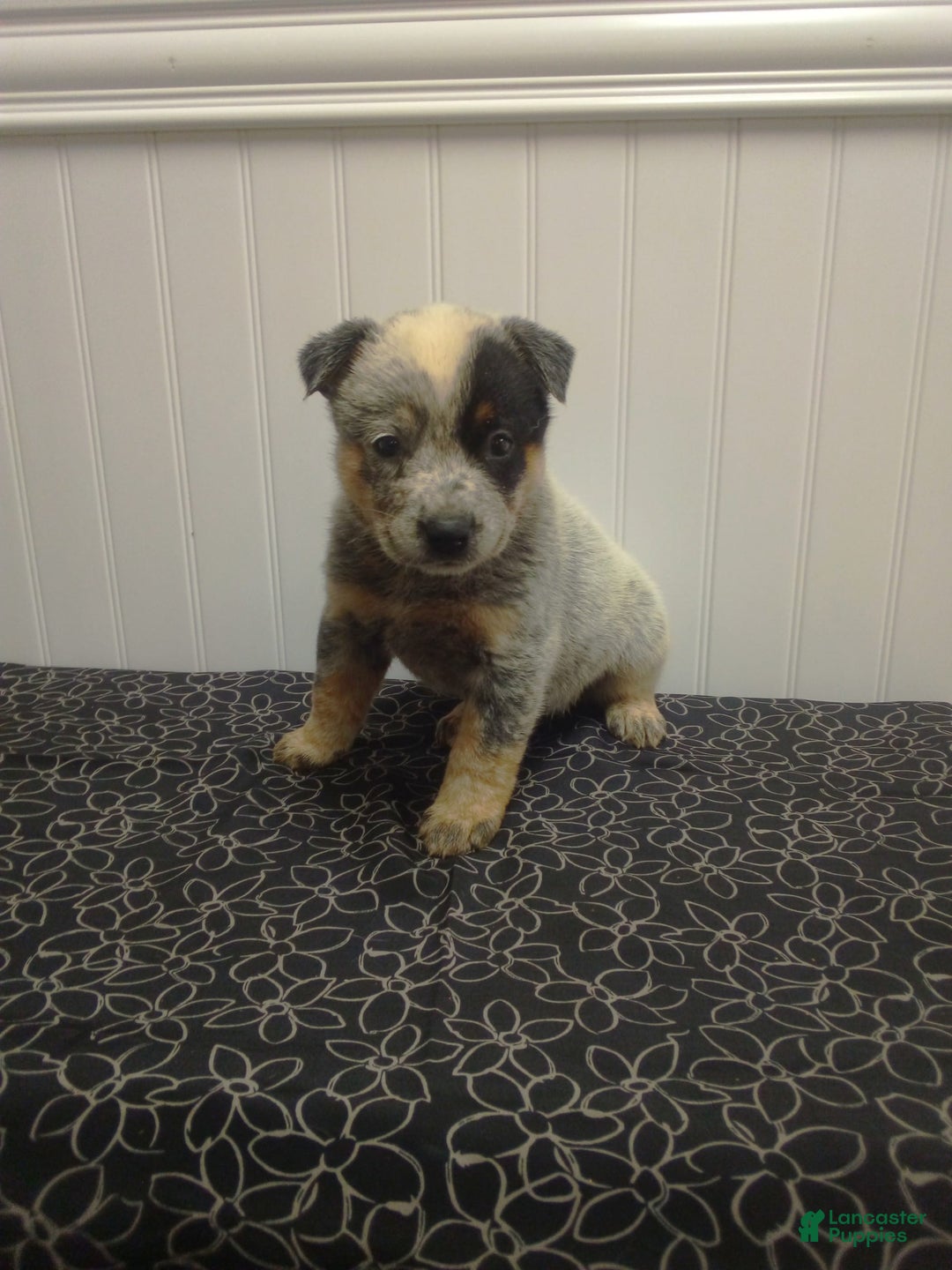 Australian Cattle Dog dogs for sale: Australian Cattle Dog 7 puppies - Image 5