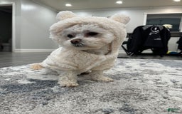 Shihpoo dogs for sale: Rover - Image 12