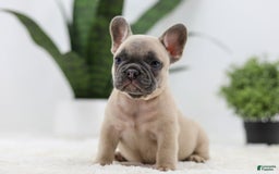 French Bulldog dogs for sale: French Bulldog 5 puppies - Image 18