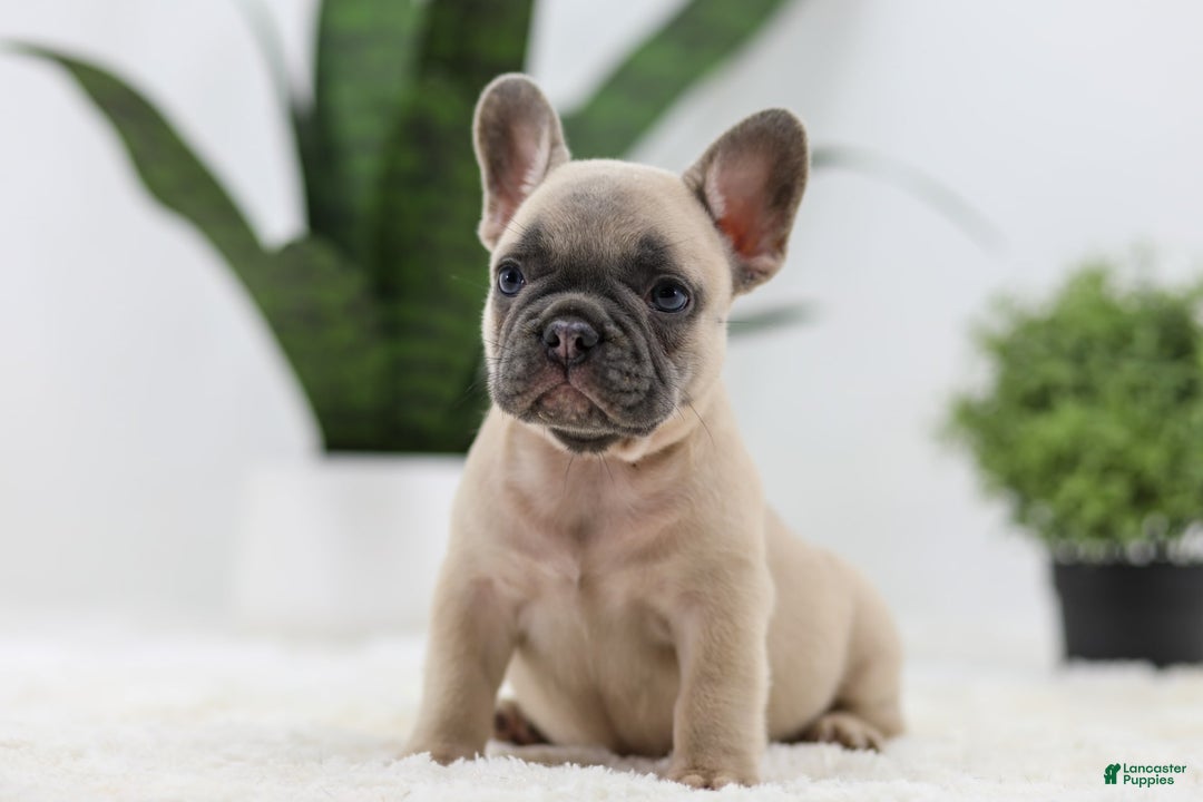 French Bulldog dogs for sale: French Bulldog 5 puppies - Image 18