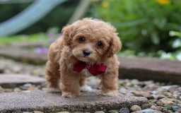 Miniature Poodle dogs for sale: Kylar - Image 1