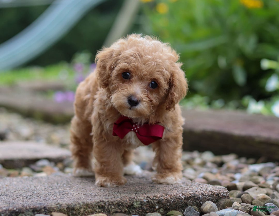 Miniature Poodle dogs for sale: Kylar - Image 1