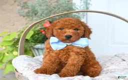 Bichpoo dogs for sale: Moose - Image 2