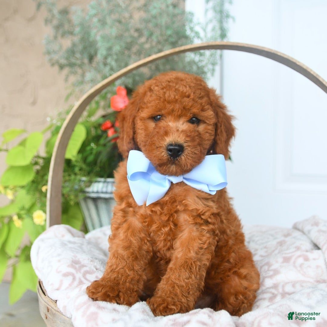 Bichpoo dogs for sale: Moose - Image 2