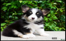 American Corgi dogs for sale: Rose - Image 1