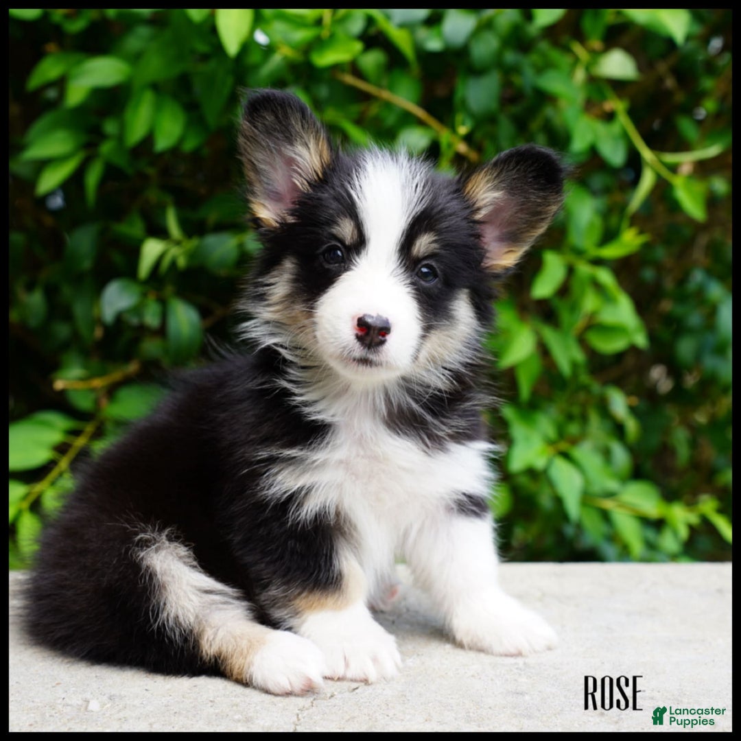 American Corgi dogs for sale: Rose - Image 1