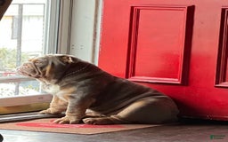 English Bulldog dogs for stud: Dart - Image 8