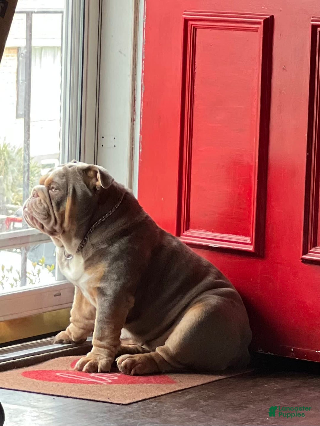 English Bulldog dogs for stud: Dart - Image 8