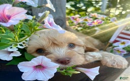 Cavapoo dogs for sale: Leo - Image 4