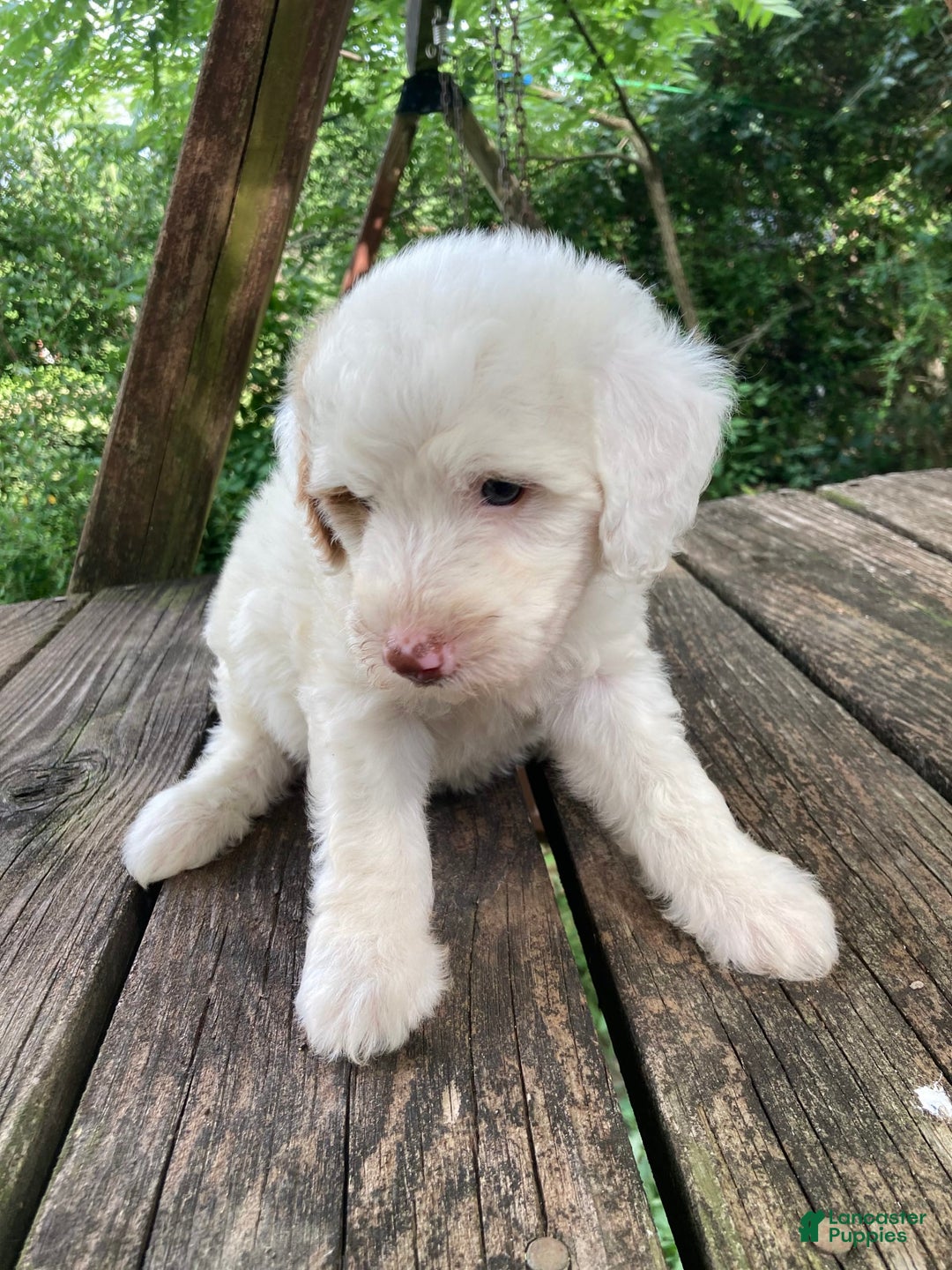 Mini Goldendoodle dogs for sale: Cooper - Image 23