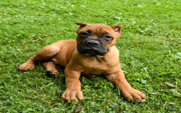 Cane Corso dogs for sale: Toby - Image 14