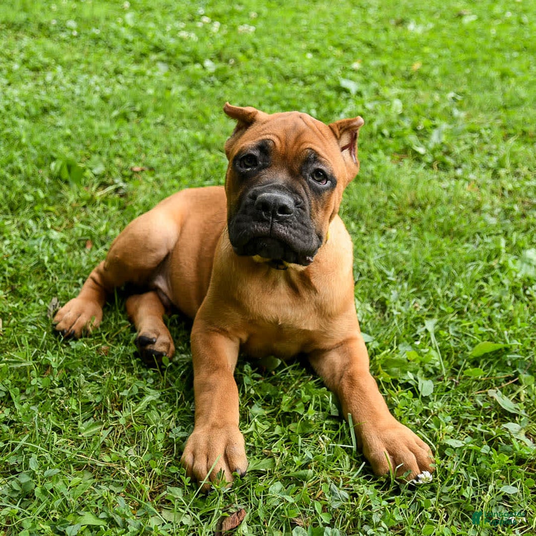 Cane Corso dogs for sale: Toby - Image 14