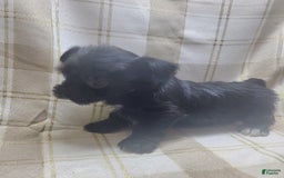 Yorkshire Terrier dogs for sale: 2 Socks - Image 1