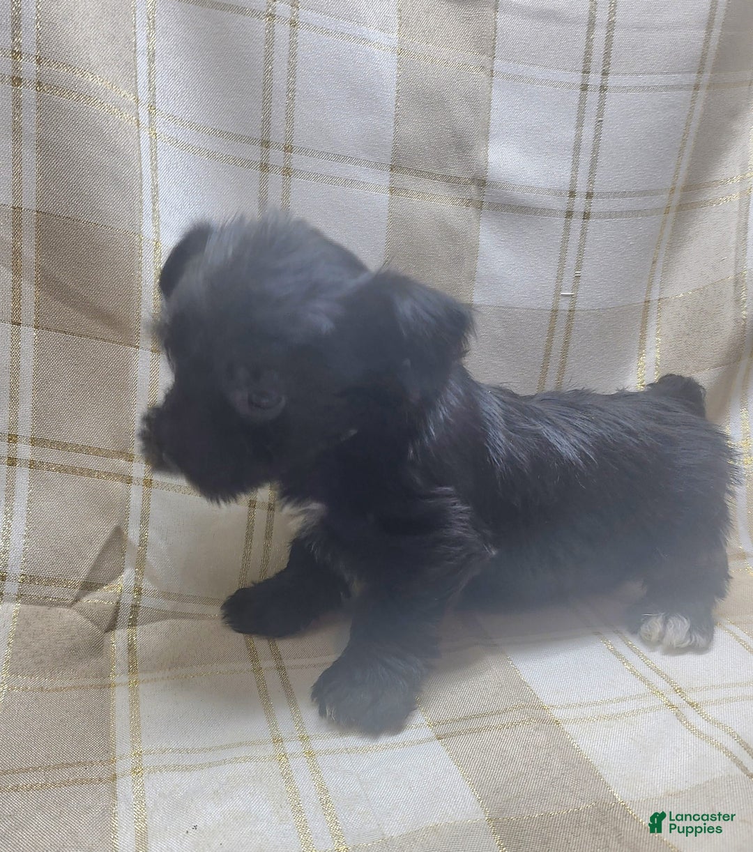 Yorkshire Terrier dogs for sale: 2 Socks - Image 1