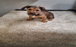 Jackapoo dogs for sale: Coco - Image 1