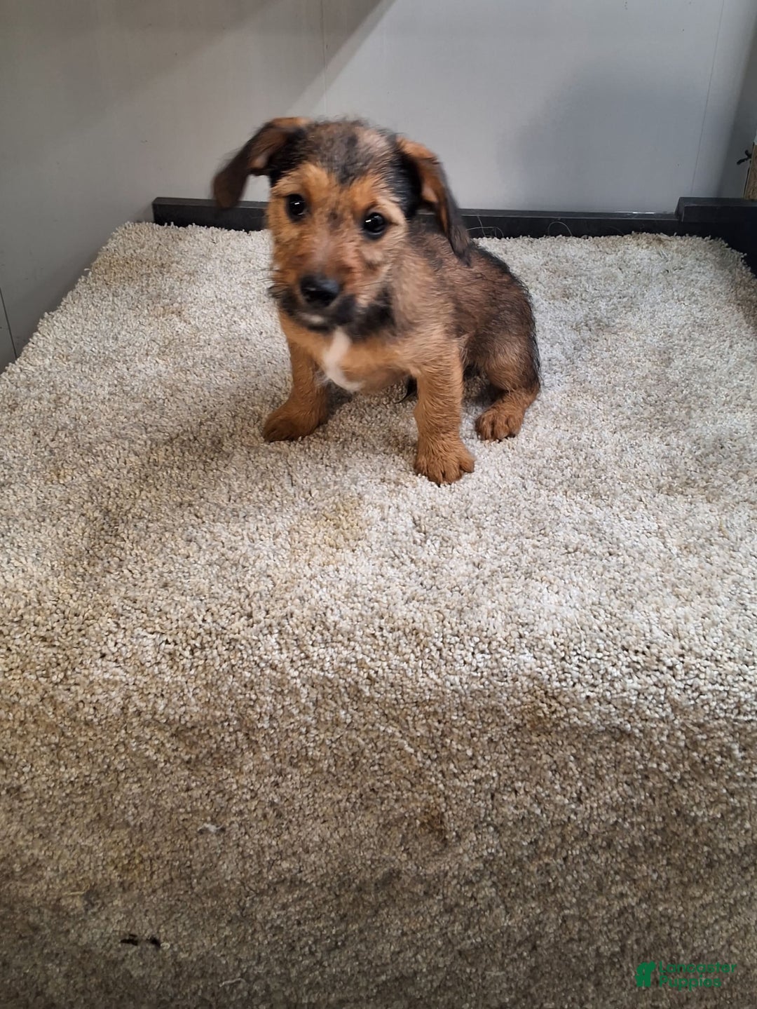 Jackapoo dogs for sale: Coco - Image 1
