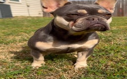 French Bulldog dogs for sale: Bam-Bam - Image 5