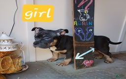 American Bully dogs for sale: Orange Col - Image 4