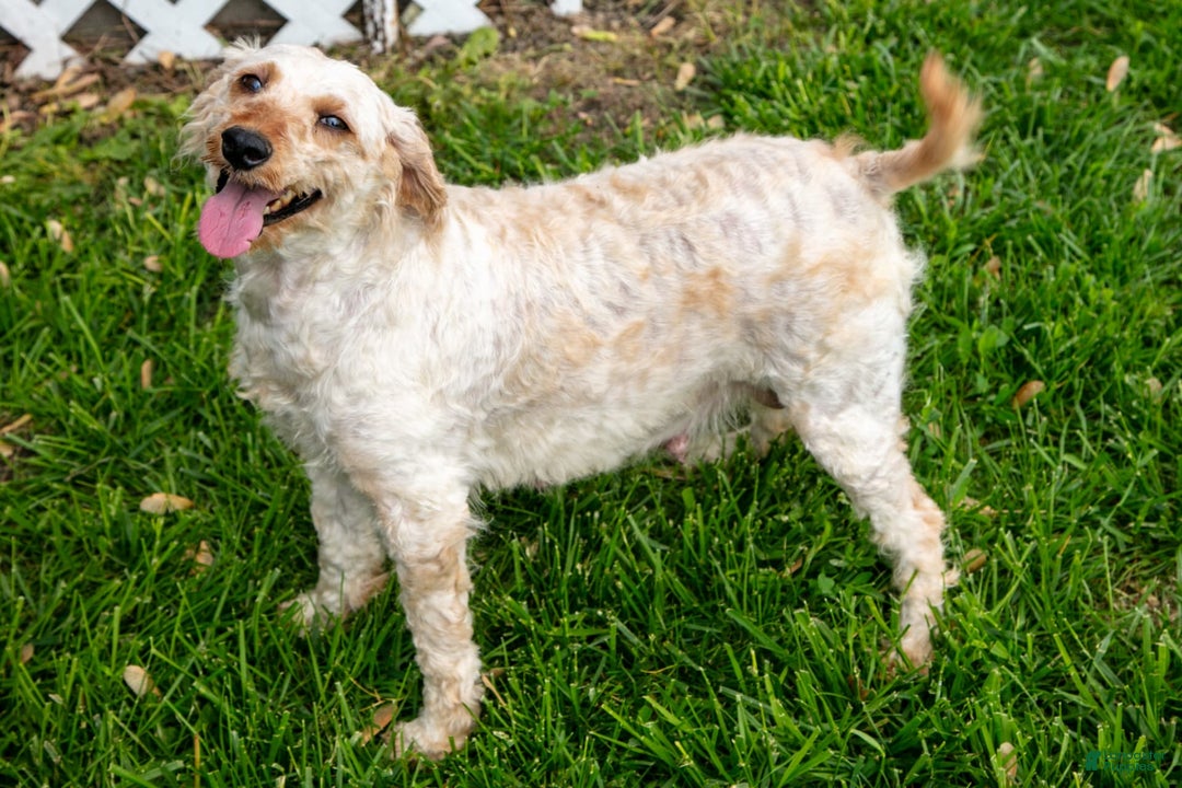 Mini Goldendoodle dogs for sale: Romeo - Image 4