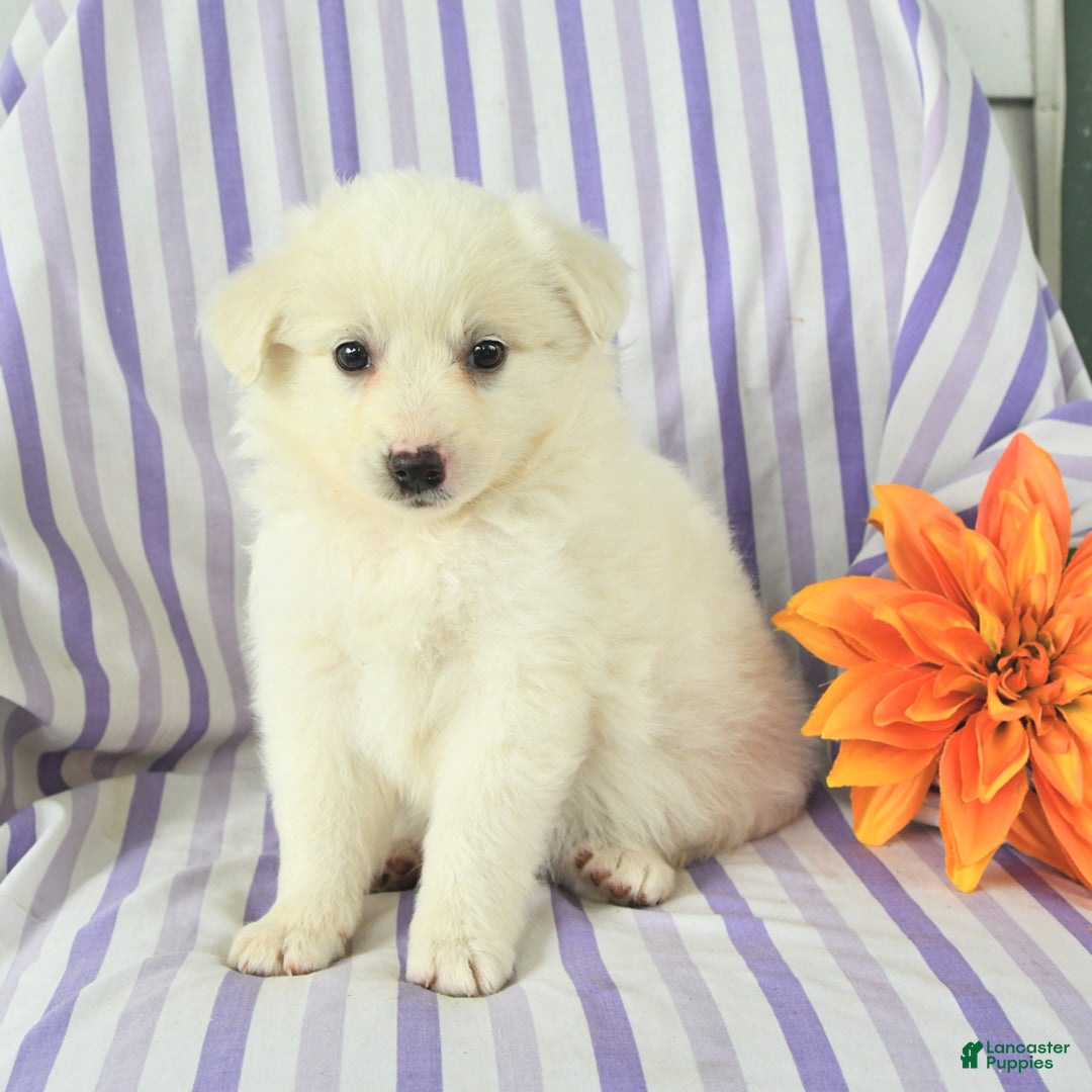 Eskipoo dogs for sale: Mona - Image 3
