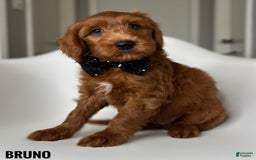 Goldendoodle dogs for sale: Bruno Black Collar - Image 1