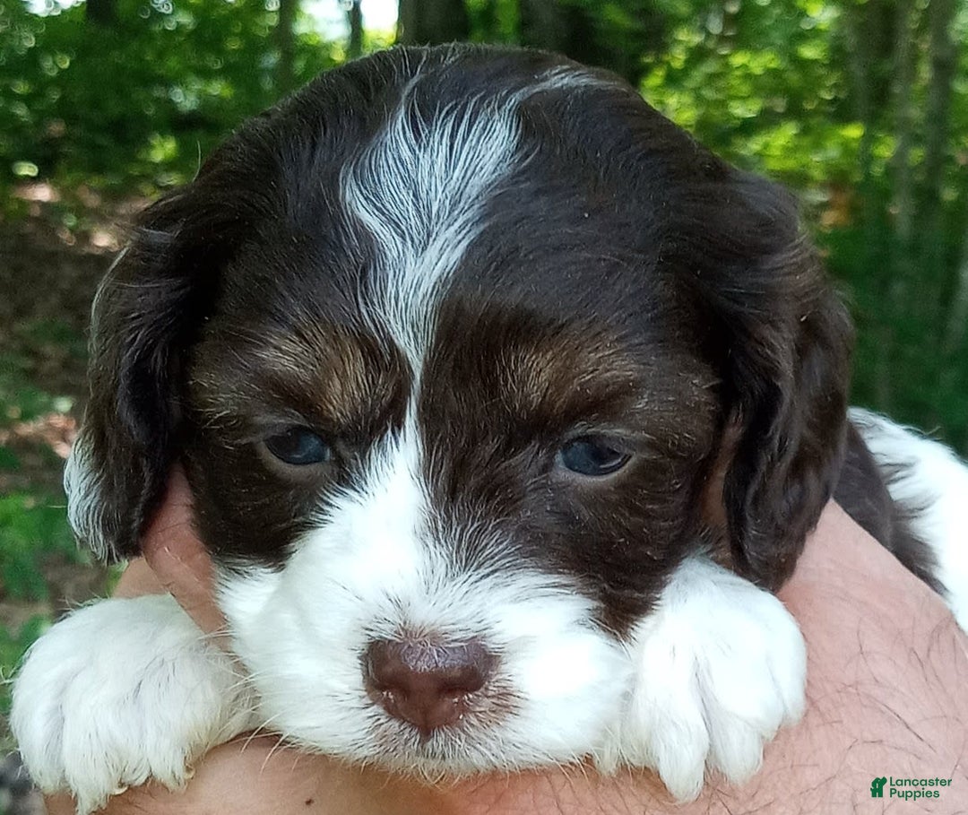 Portuguese Water Dog dogs for sale: Mayla - Image 1