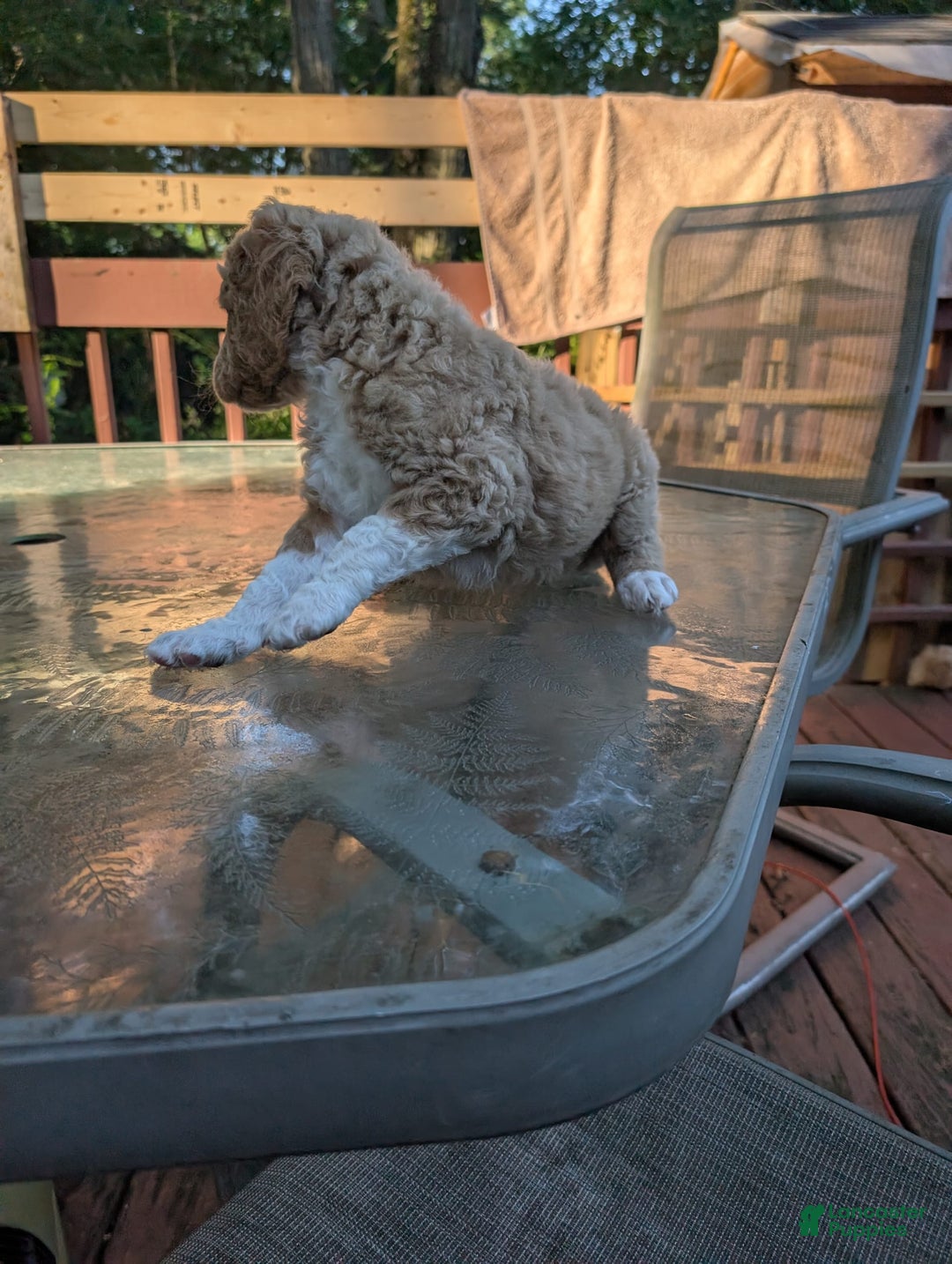 Goldendoodle dogs for sale: Jason - Image 4