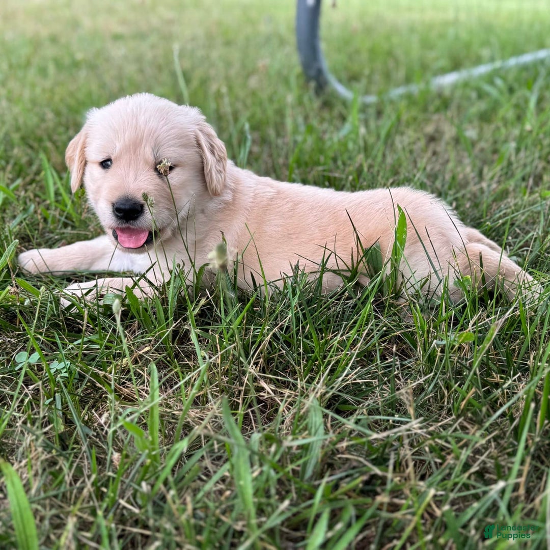 Golden Retriever dogs for sale: Golden Retriever 5 puppies - Image 3