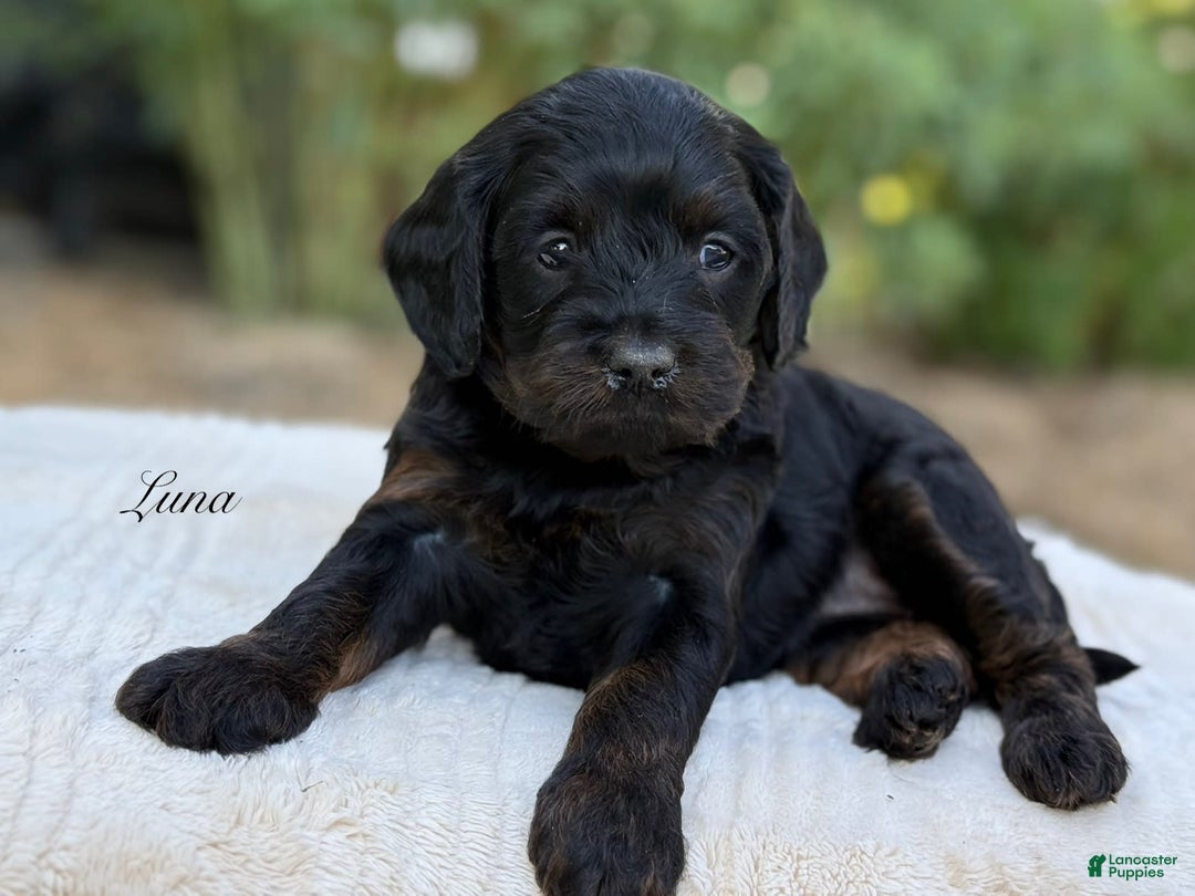 Cavapoo dogs for sale: Luna - Image 14