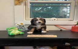 Bernedoodle dogs for sale: Charlie Bear - Image 1