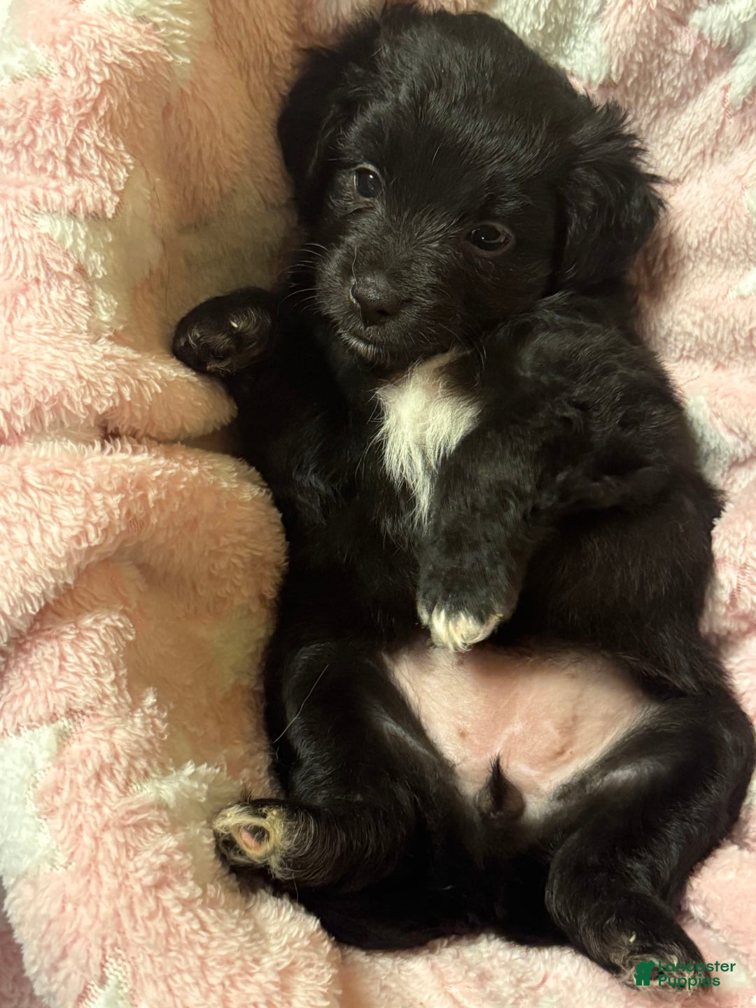 Mini Aussiedoodle dogs for sale: Mocha - Image 2