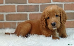 Goldendoodle dogs for sale: River - Image 7