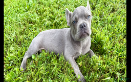 French Bulldog dogs for sale: Sterling - Image 1