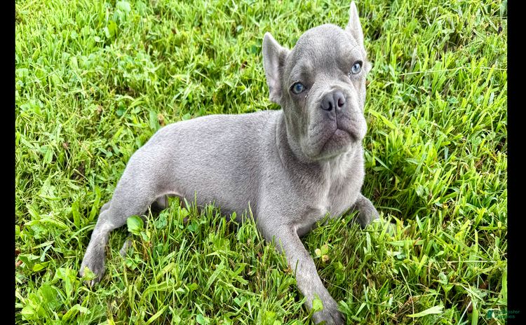 French Bulldog dogs for sale - Ad 3