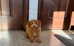 Maltipoo dogs for sale: Larry - Image 7