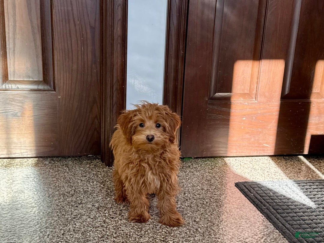 Maltipoo dogs for sale: Larry - Image 7