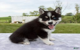 Pomsky dogs for sale: Bluey - Image 6