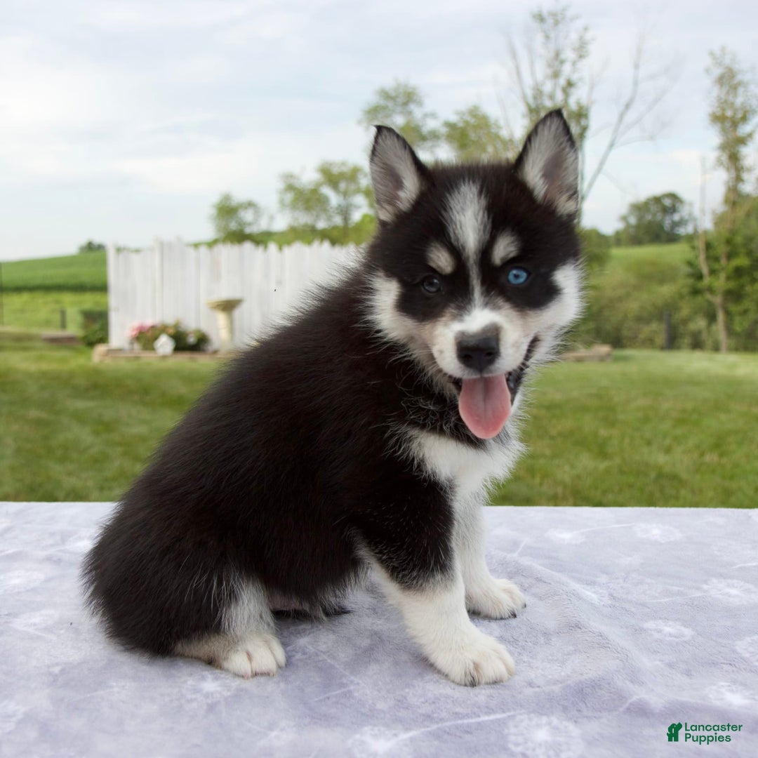 Pomsky dogs for sale: Bluey - Image 6