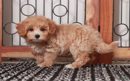 Maltipoo dogs for sale: Wendy - Image 1