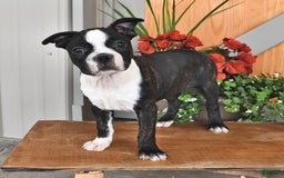 Boston Terrier dogs for sale: Lacey - Image 8