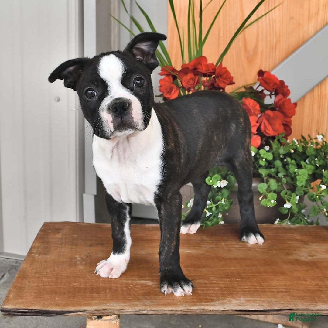 Boston Terrier dogs for sale: Lacey - Image 8