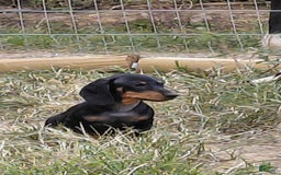 Miniature Dachshund dogs for sale: George - Image 2