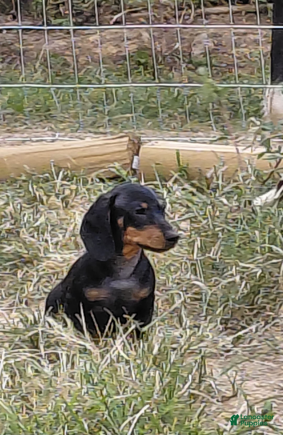 Miniature Dachshund dogs for sale: George - Image 2