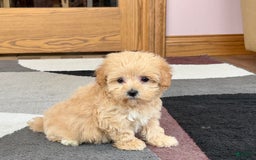 Maltipoo dogs for sale: Tiny - Image 3