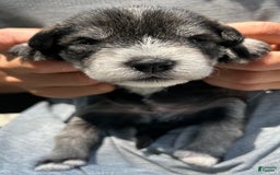 Miniature Schnauzer dogs for sale: Bernie - Image 9